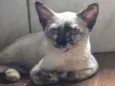 Doação de gatos