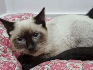 Gato raça Srd idade Abaixo de 2 meses nome Doninha