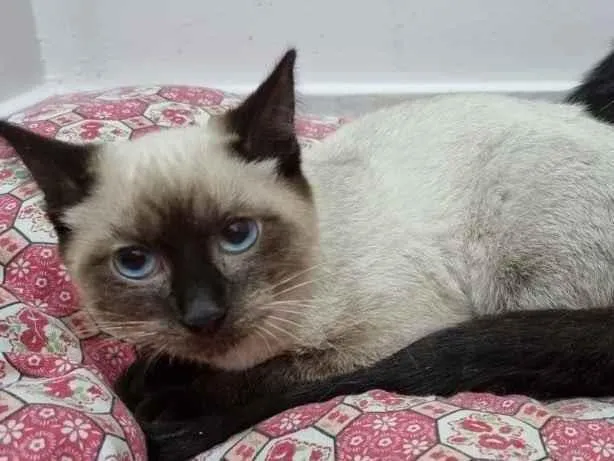 Gato raça Srd idade Abaixo de 2 meses nome Doninha