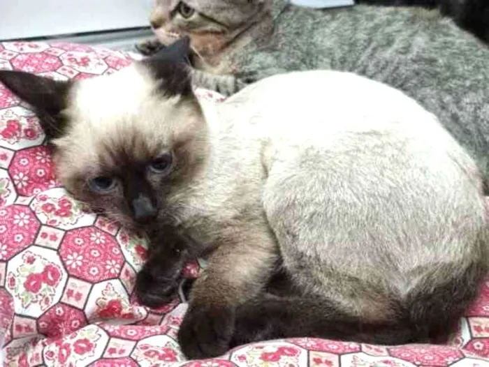 Gato raça Srd idade Abaixo de 2 meses nome Doninha