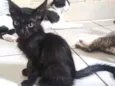Doação gato filhote 