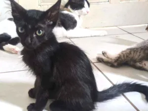 Gato raça Vira lata filhote idade 2 a 6 meses nome Doação gato filhote 