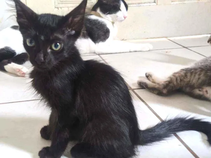 Gato ra a Vira lata filhote idade 2 a 6 meses nome Doação gato filhote 