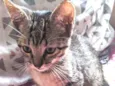 Doação gato filhote