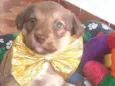 Cachorro raça Srd idade Abaixo de 2 meses nome Jack