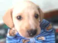 Cachorro raça Srd idade Abaixo de 2 meses nome John