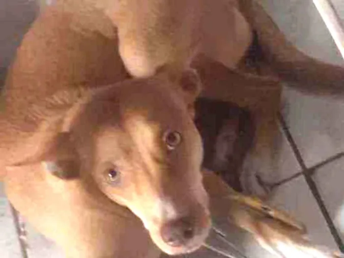 Cachorro ra a Podenco andaluz idade 1 ano nome Lesse