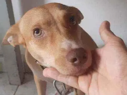 Cachorro ra a Podenco andaluz idade 1 ano nome Lesse