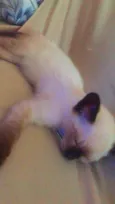 Tom