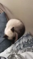 Tom