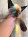 Tom