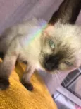 Tom