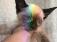Tom