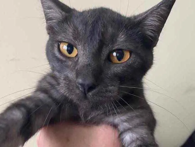 Gato raça Srd idade 2 a 6 meses nome Biscrock