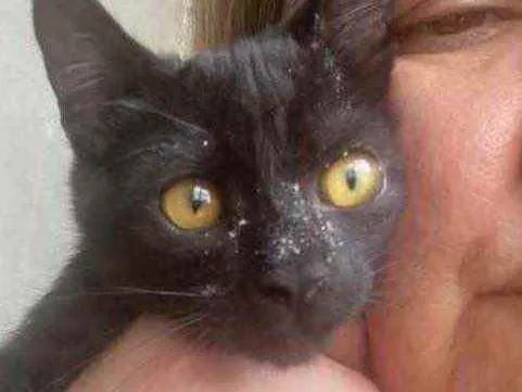 Gato raça Srd idade 2 a 6 meses nome Sem nome