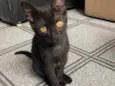 Gato raça Srd idade 2 a 6 meses nome Sem nome