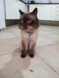 Desconhecido