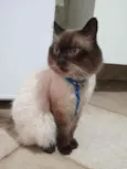 Desconhecido