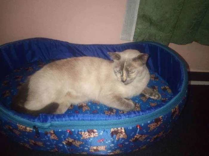 Gato ra a Vira lata idade 3 anos nome Clarinha