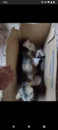Eles ainda não tem n