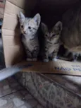 Eles ainda não tem n