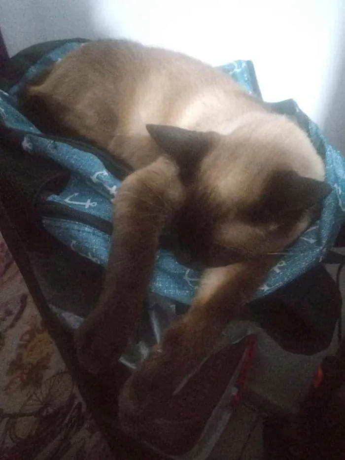 Gato ra a Siamessa idade 4 anos nome Branca
