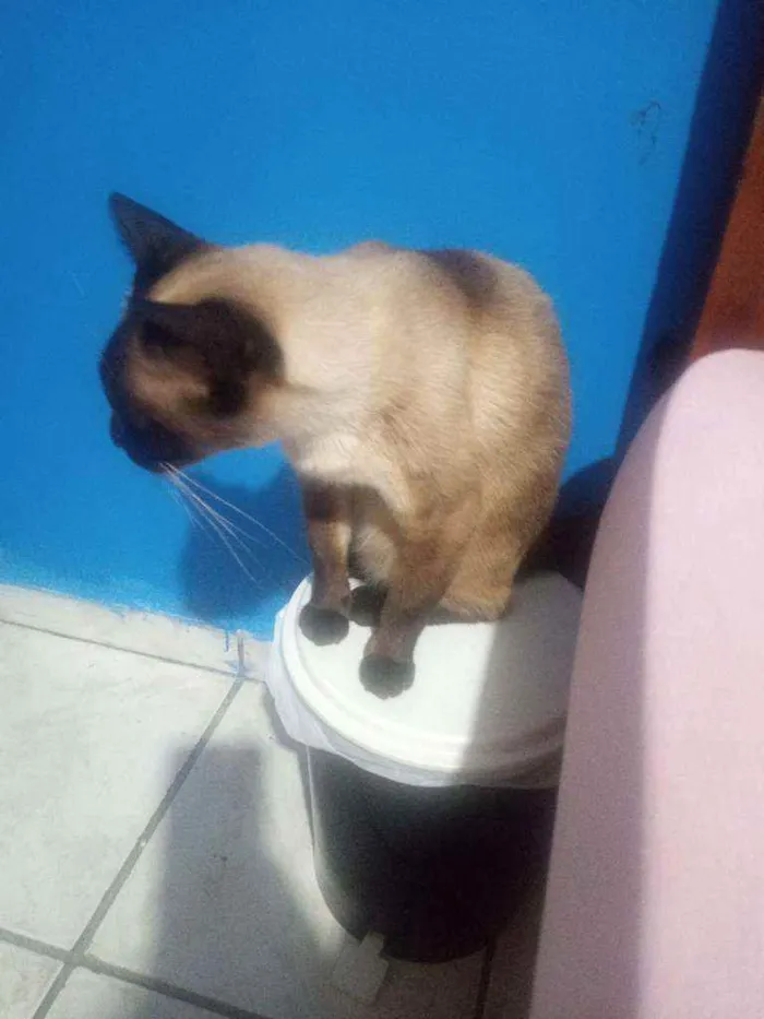 Gato ra a Siamessa idade 4 anos nome Branca