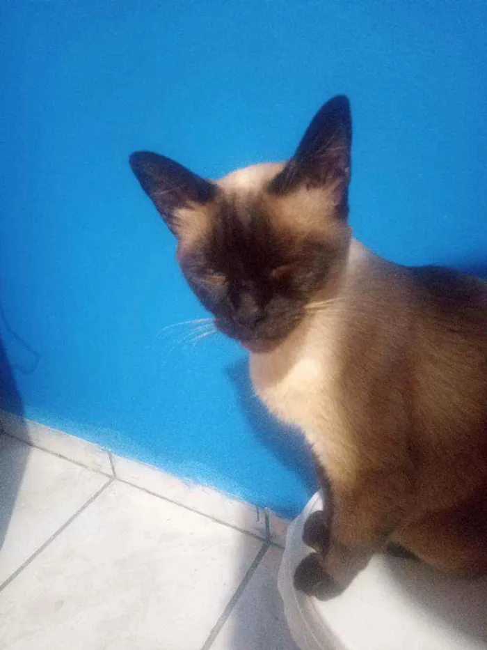 Gato ra a Siamessa idade 4 anos nome Branca