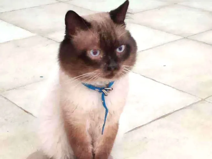 Gato ra a Siamês  idade 7 a 11 meses nome Desconhecido 