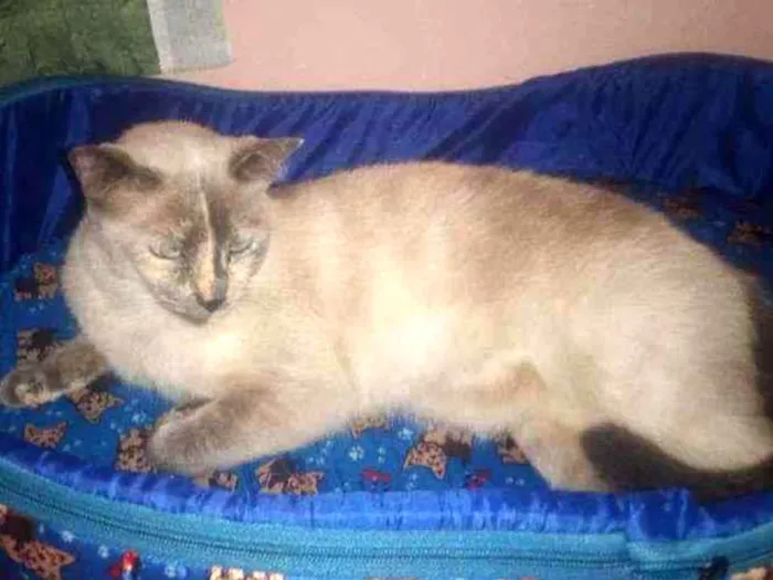 Gato ra a Vira lata idade 3 anos nome Clarinha