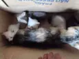 Eles ainda não tem n