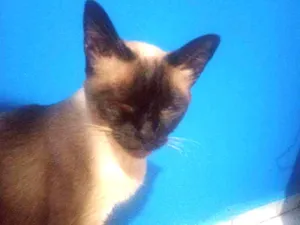 Gato raça Siamessa idade 4 anos nome Branca