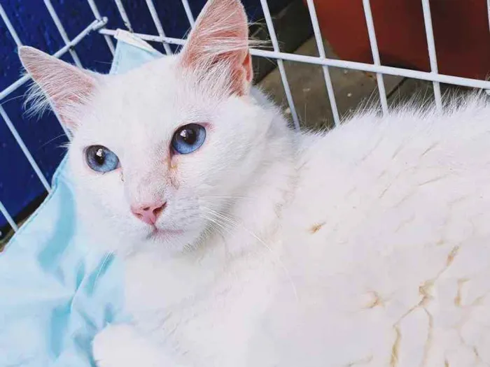 Gato raça SRD idade 2 anos nome BIANCO BOY