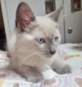 Gato raça SRD idade 2 a 6 meses nome DYLAN