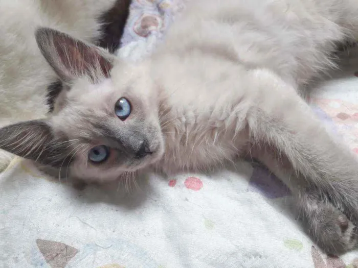 Gato raça SRD idade 2 a 6 meses nome DYLAN