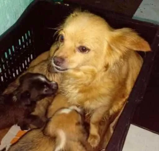 Cachorro ra a  idade 4 anos nome Belinha