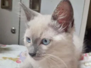 Gato raça SRD idade 2 a 6 meses nome DYLAN