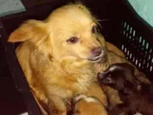 Cachorro raça  idade 4 anos nome Belinha