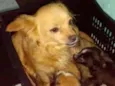 Belinha