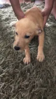 Cachorro raça Raça indefinida  idade Abaixo de 2 meses nome Sem nome 