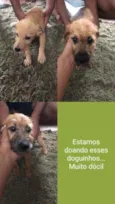 Cachorro raça Raça indefinida  idade Abaixo de 2 meses nome Sem nome 