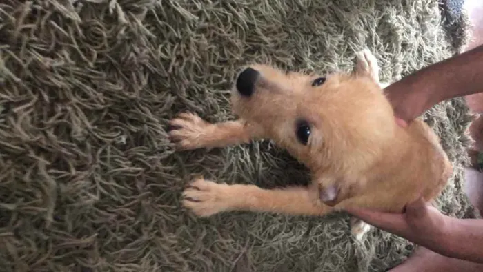 Cachorro raça Raça indefinida  idade Abaixo de 2 meses nome Sem nome 