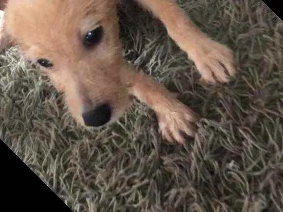 Cachorro raça Raça indefinida  idade Abaixo de 2 meses nome Sem nome 
