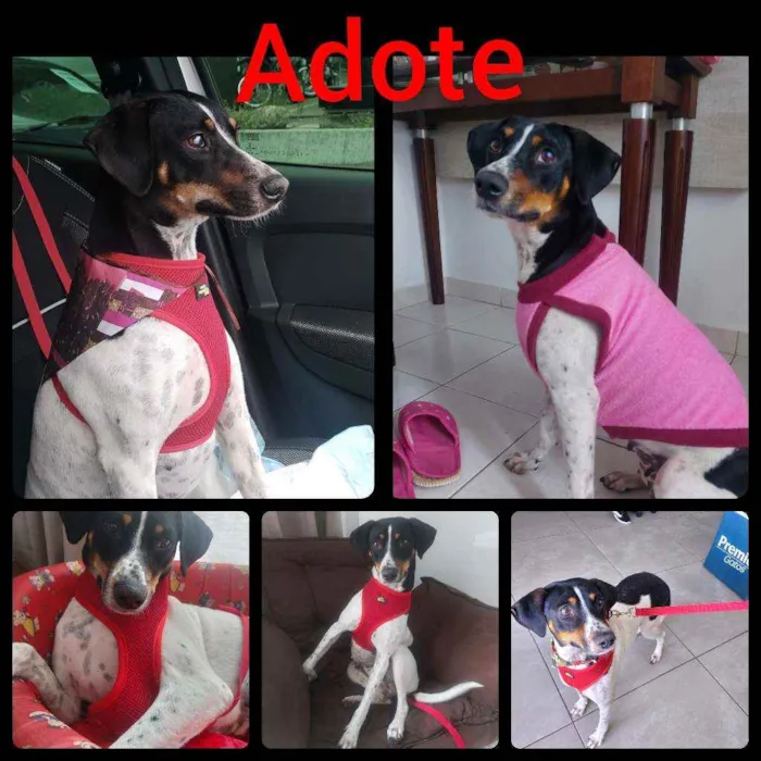Cachorro ra a Srd idade 1 ano nome Paty