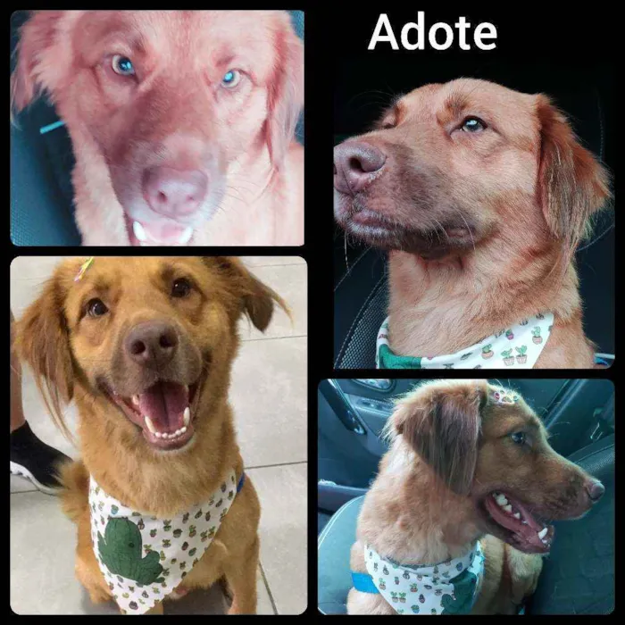 Cachorro ra a Mix Golden idade 1 ano nome Léo 