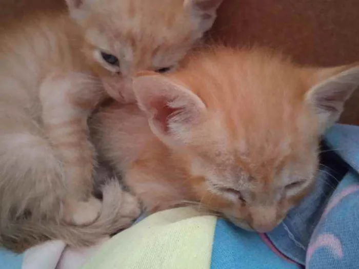 Gato ra a Gato persa idade Abaixo de 2 meses nome Não tem nome