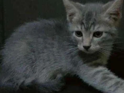 Gato ra a idade 2 a 6 meses nome sem nome