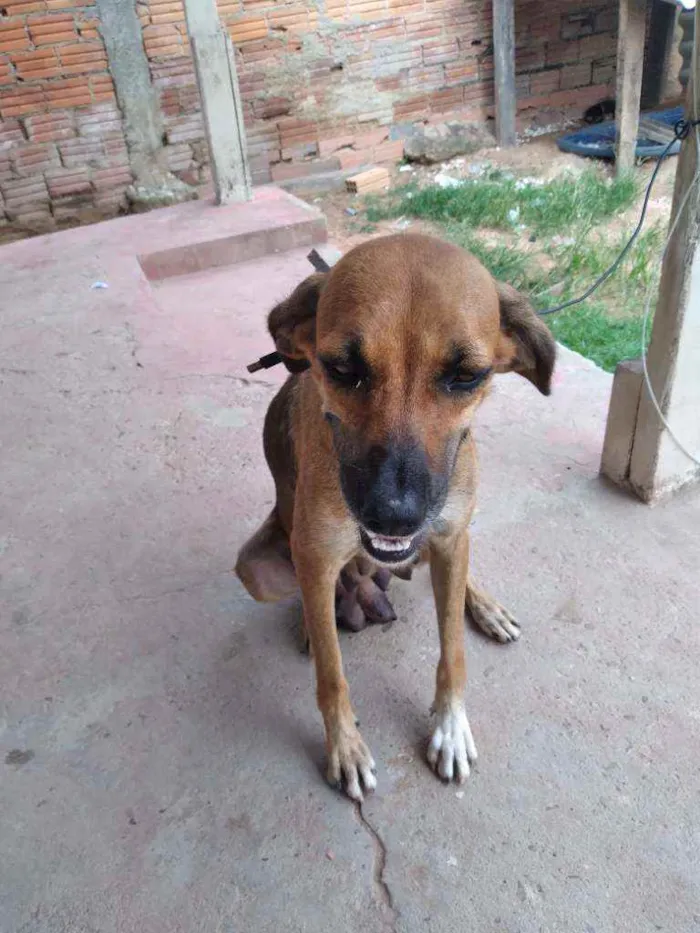 Cachorro ra a Vira-lata idade 2 anos nome Mel