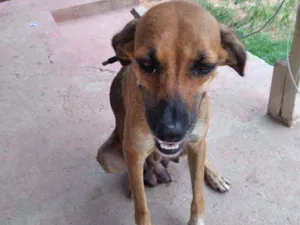 Cachorro raça Vira-lata idade 2 anos nome Mel