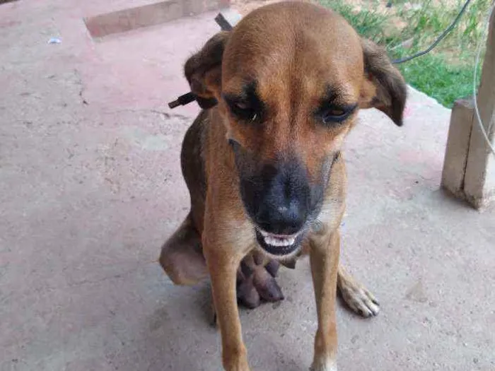 Cachorro ra a Vira-lata idade 2 anos nome Mel